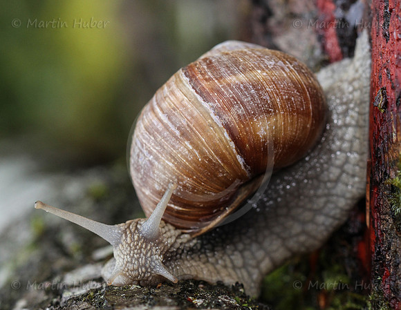 Weinbergschnecke