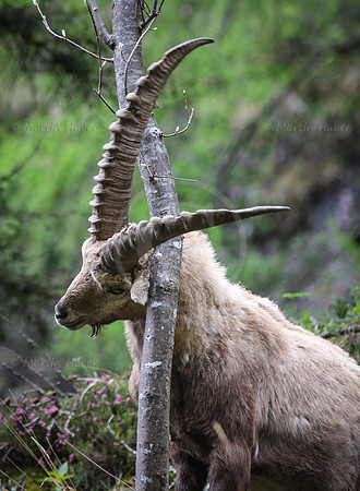 Steinbock im Dachstein-Gebirge