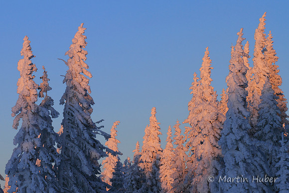Tief verschneiter Winterwald
