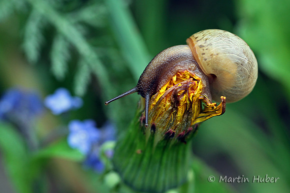 Schnecke auf Löwenzahn