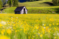 THEMENBILD, Frühling in den Bergen, Alm