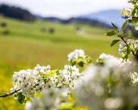 THEMENBILD, Frühling in den Bergen