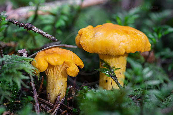 THEMENBILD, Schwammerlsuchen, Pilze sammeln
