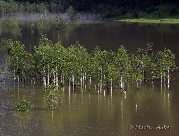 Der Tettersee - Überflutung des Tettermoores am 29.06.2009