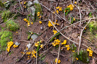 THEMENBILD, Schwammerlsuchen, Pilze sammeln, Eierschwammerl, Pfifferling