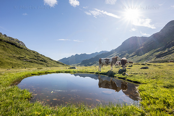 THEMENBILD, Kühe auf der Alm