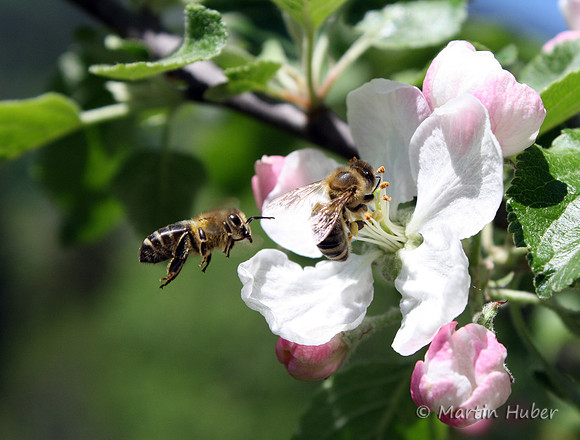 Zwei Bienen auf Apfelblüte