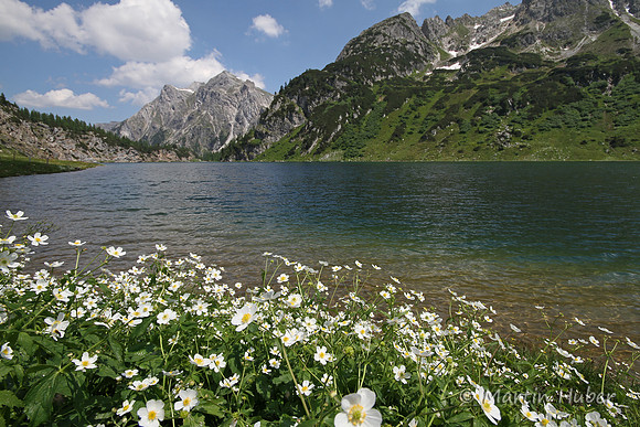 Es blüht am Tappenkarsee
