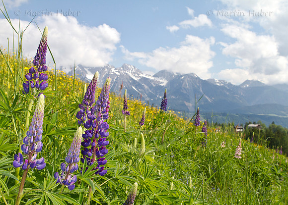 Blühende Wiese nahe vlg. Rohrlechner, Obertal