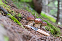 THEMENBILD, Schwammerlsuchen, Pilze sammeln, Steinpilz, Herrenpilz