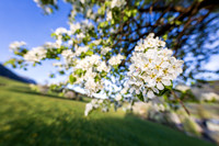 THEMENBILD, Frühling in den Bergen