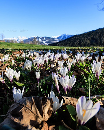 Bergfrühling, Krokuswiese in der Ramsau