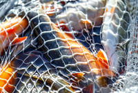 Grundlsee, Laichfischen, Lechfischen
