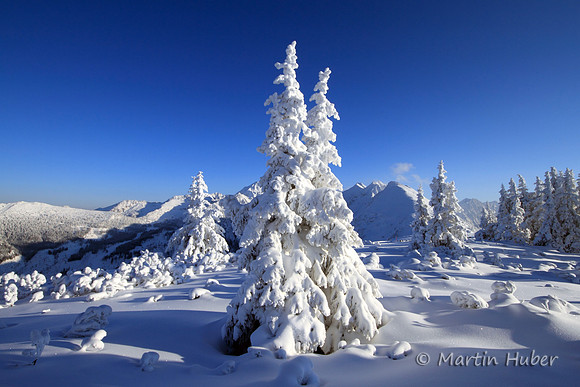Tief verschneiter Winterwald