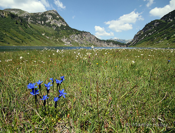 Frühlingsenzian am Tappenkarsee