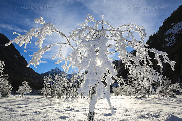 Winterbaum