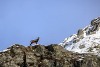 Gamswild, Rupicapra rupicapra, in den Schladminger Tauern