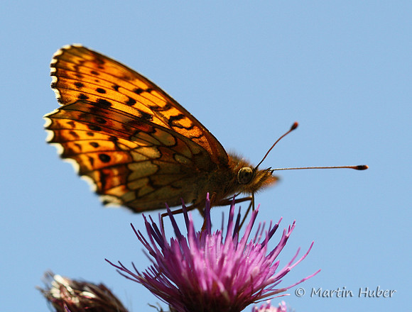 Unbekannter Schmetterling auf Distel