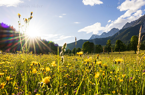 THEMENBILD, Frühling in den Bergen, Wiese und Dachstein