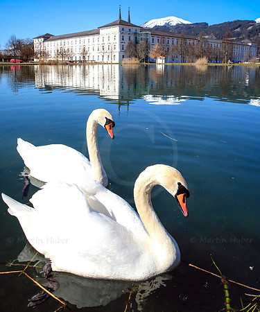 Schwäne, Stift Admont und Teich