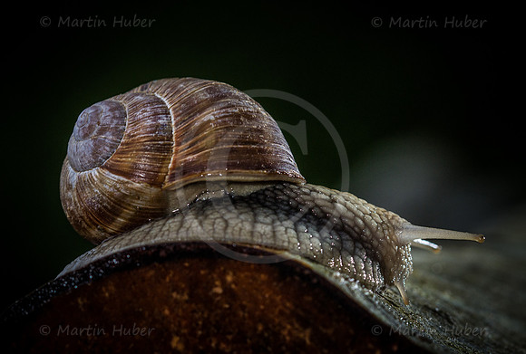 Weinbergschnecke