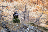 Gamswild, Rupicapra rupicapra, in den Schladminger Tauern