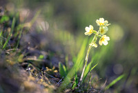 Frühling, Schlüsselblume