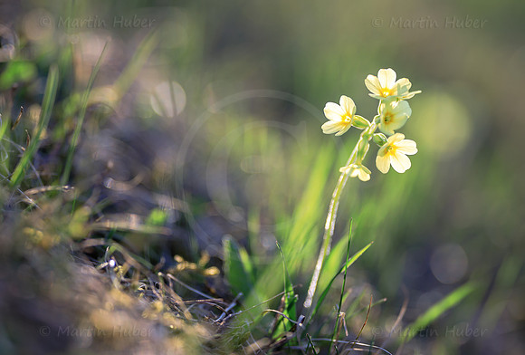 Frühling, Schlüsselblume