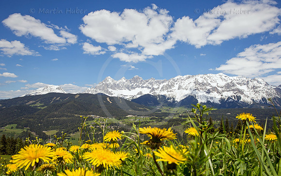 Loewenzahnwiese, Ramsau und das Dachsteingebirge im Fruehling
