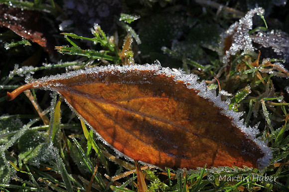 Herbstblatt mit Reif