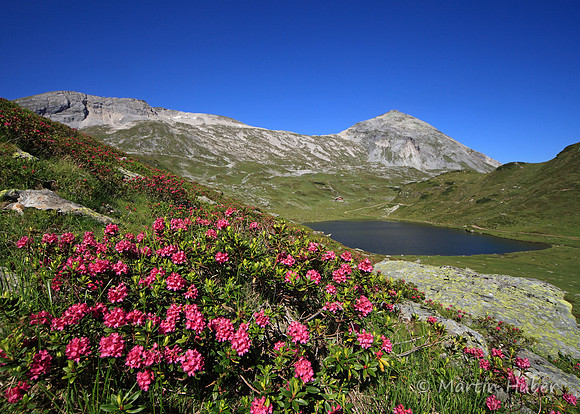 Steinrosen (Rostblättrige Alpenrosen) am Giglachsee