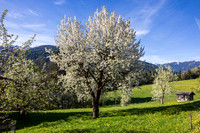 THEMENBILD, Frühling in den Bergen