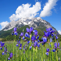 Sibirische Schwertlilie - Iris sibirica - blueht am Fusse des Grimmings