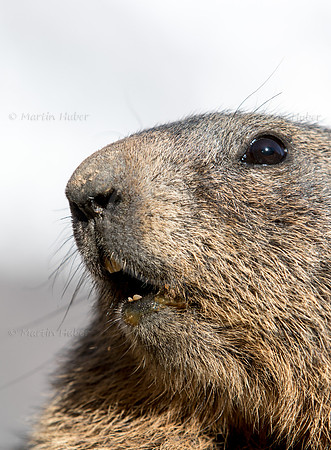 Murmeltier, Marmota