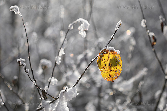 Das letzte gelbe Blatt