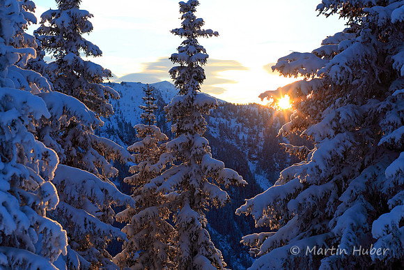 Sonnenuntergang zwischen winterlichen Bäumen