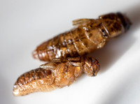 THEMENBILD, Essen, Insekten als Nahrungsmittel