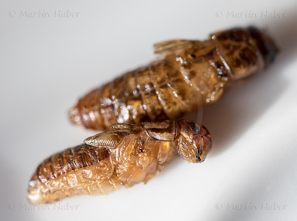 THEMENBILD, Essen, Insekten als Nahrungsmittel