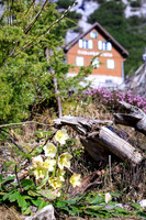 Frühlingsboten im Silberkar
