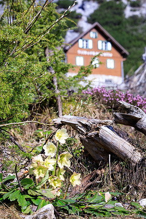 Frühlingsboten im Silberkar