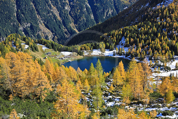 Laerchengold am Duisitzkarsee