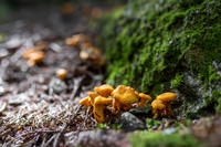 THEMENBILD, Schwammerlsuchen, Pilze sammeln, Eierschwammerl, Pfifferling