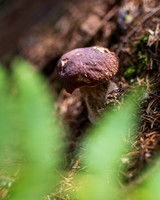 THEMENBILD, Schwammerlsuchen, Pilze sammeln, Steinpilz, Herrenpilz