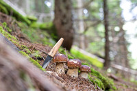 THEMENBILD, Schwammerlsuchen, Pilze sammeln, Steinpilz, Herrenpilz
