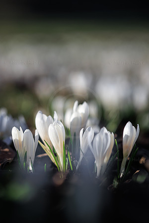 Bergfrühling, Krokuswiese in der Ramsau