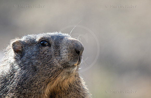 Murmeltier, Marmota
