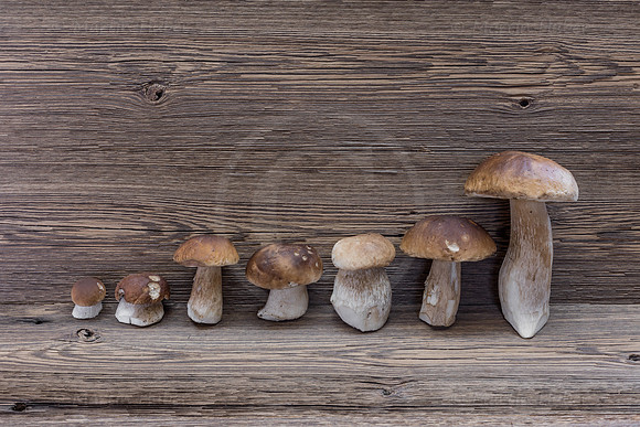 Food-Fotografie, Steinpilze und Herrenpilze