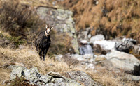 Gamswild, Rupicapra rupicapra, in den Schladminger Tauern