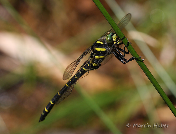 Libelle