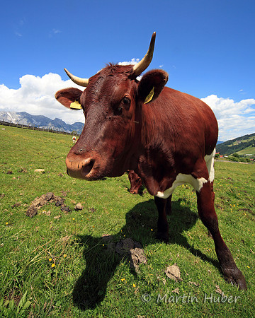 Kuh auf der Rohrmooser Frei